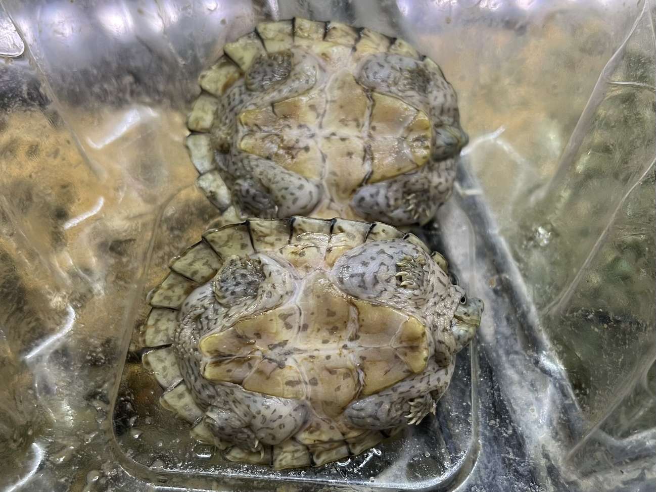 カブトニオイガメ ポロロッカ足柄