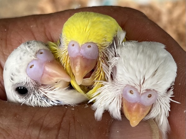 手乗りセキセイインコ ポロロッカ足柄