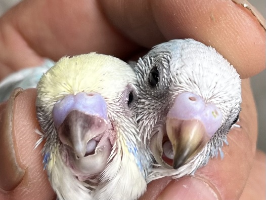 手乗りセキセイインコ ポロロッカ足柄