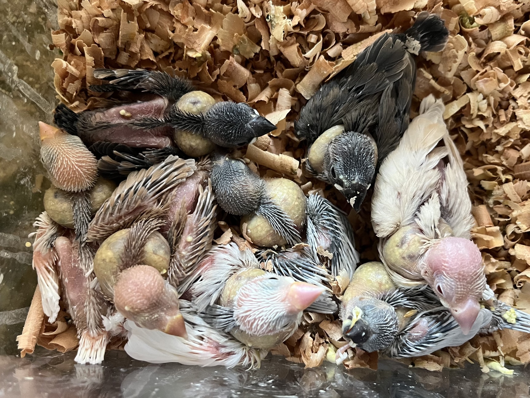 手乗り文鳥 ポロロッカ足柄