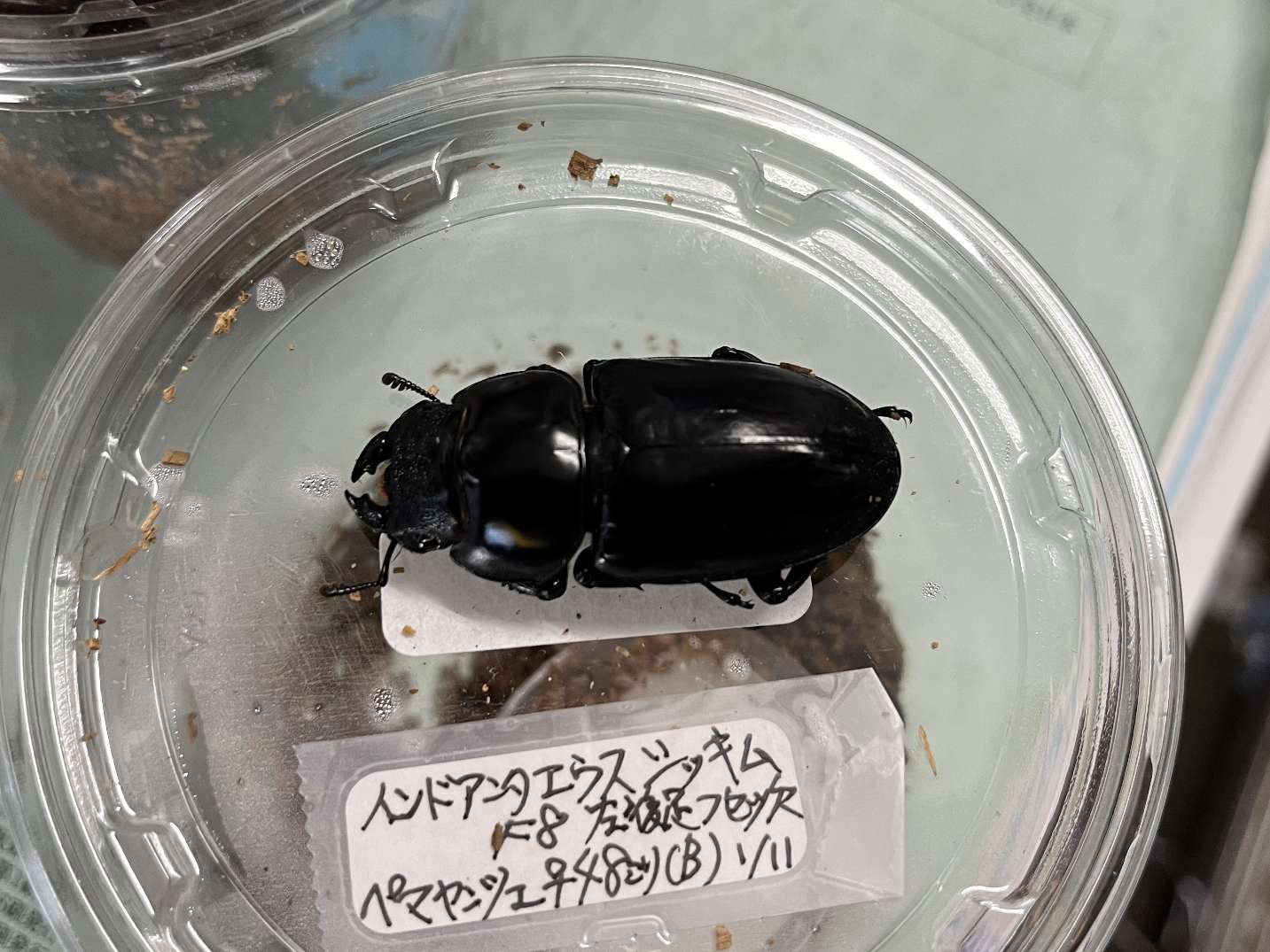 アンタエウスオオクワガタ ポロロッカ足柄