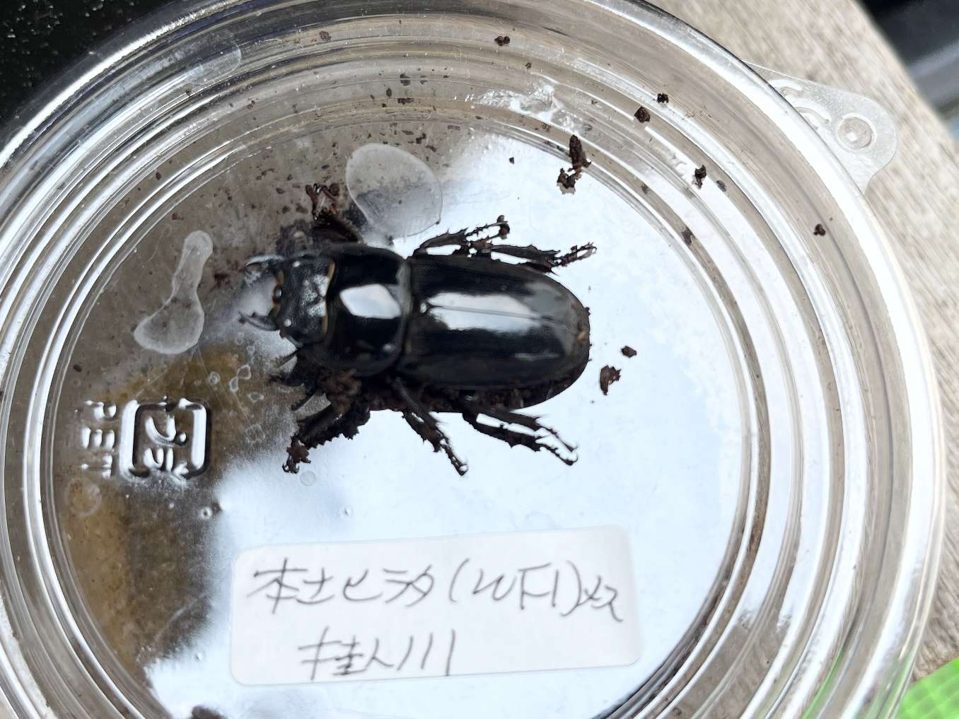 ヒラタクワガタ ポロロッカ足柄