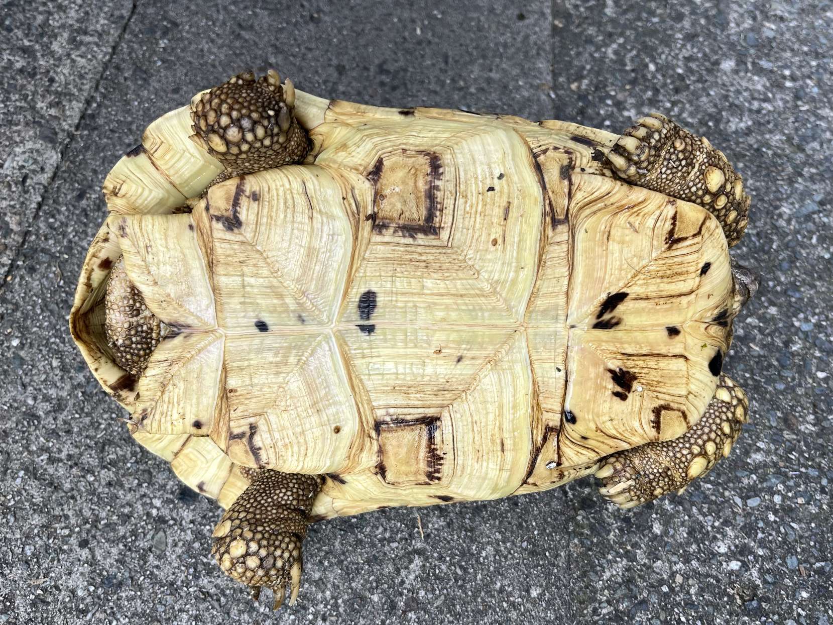 ヒョウモン陸亀 ポロロッカ足柄