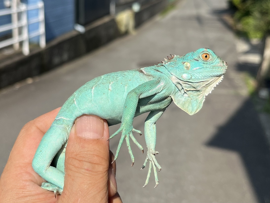 グリーンイグアナ ポロロッカ足柄