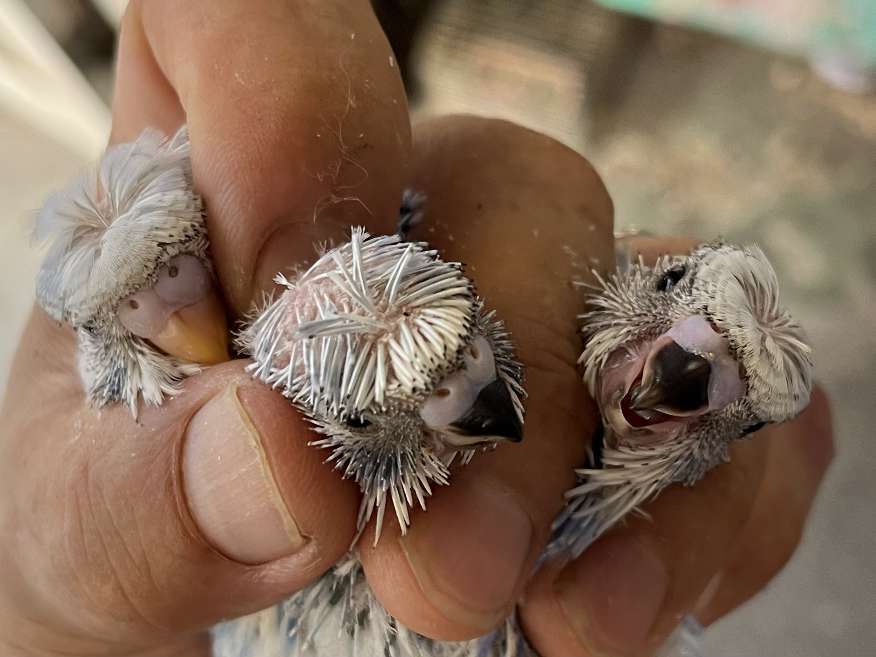 手乗り羽衣セキセイインコ ポロロッカ足柄