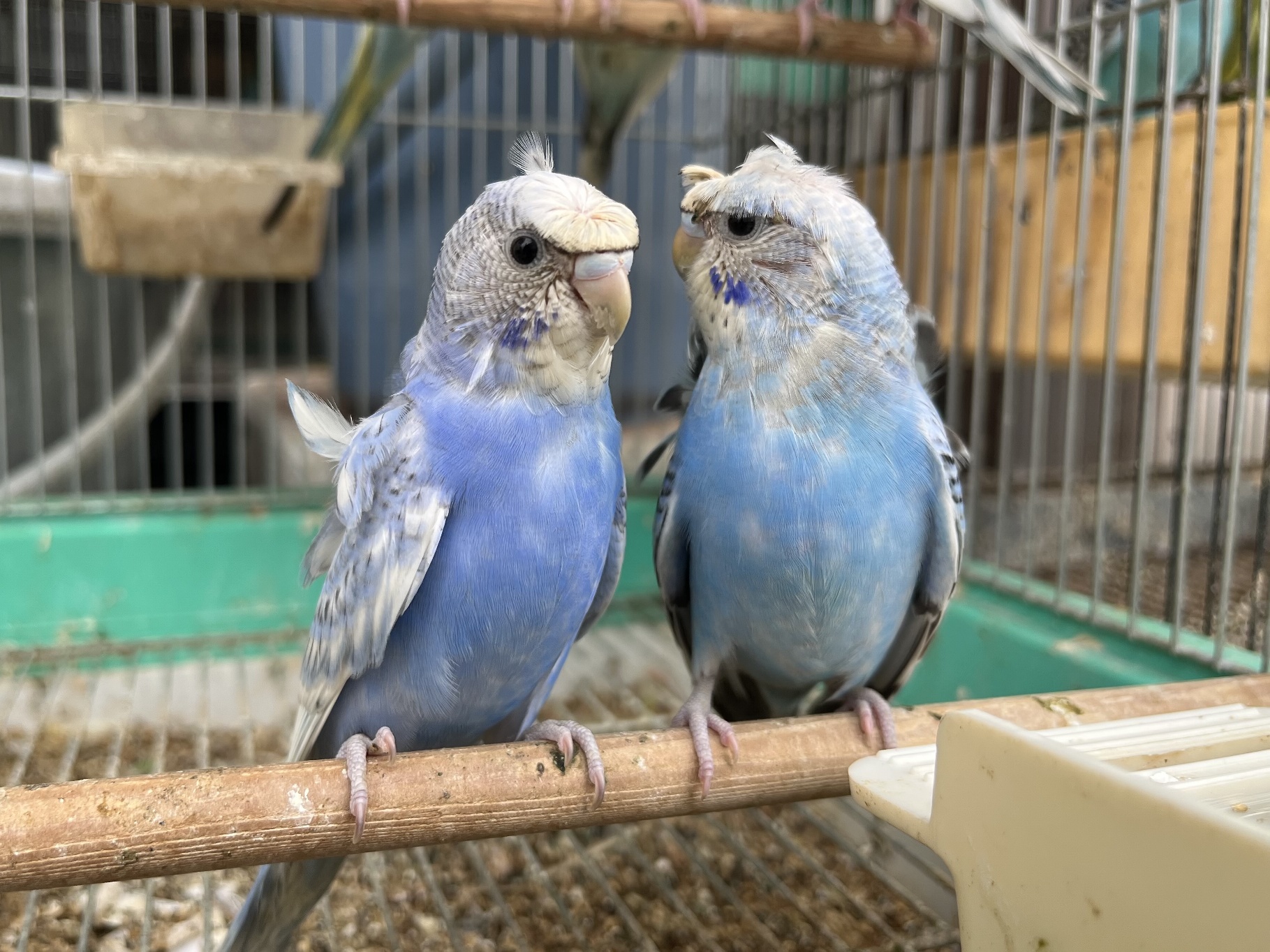 手乗り羽衣セキセイインコ ポロロッカ足柄