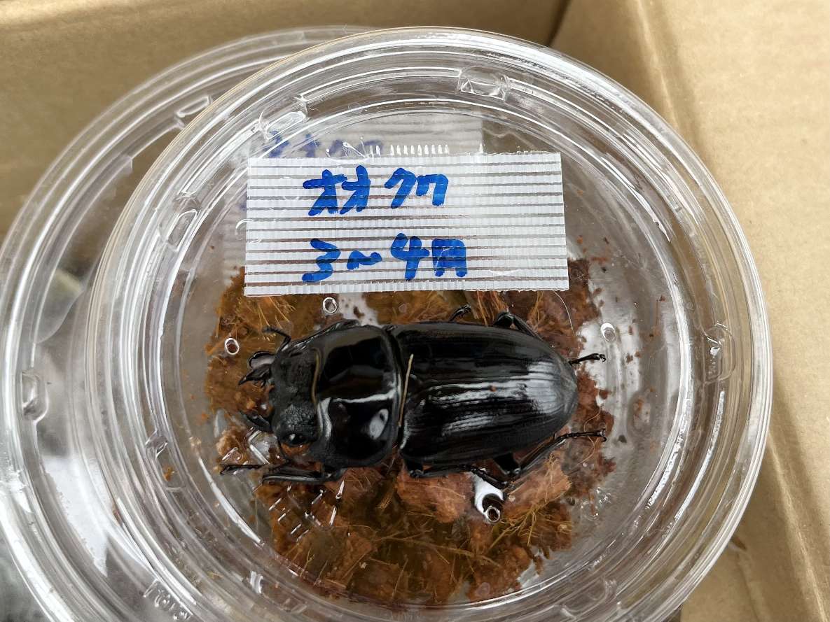 オオクワガタ ポロロッカ足柄