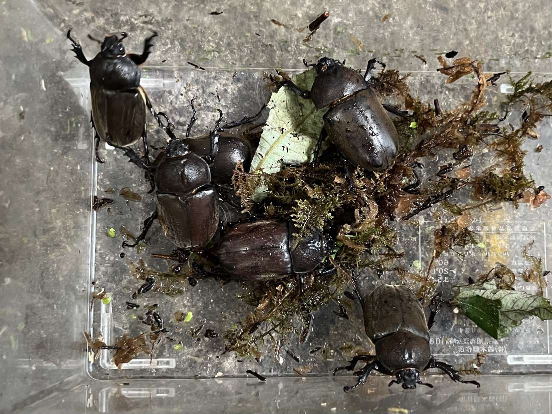 カブトムシ ポロロッカ足柄