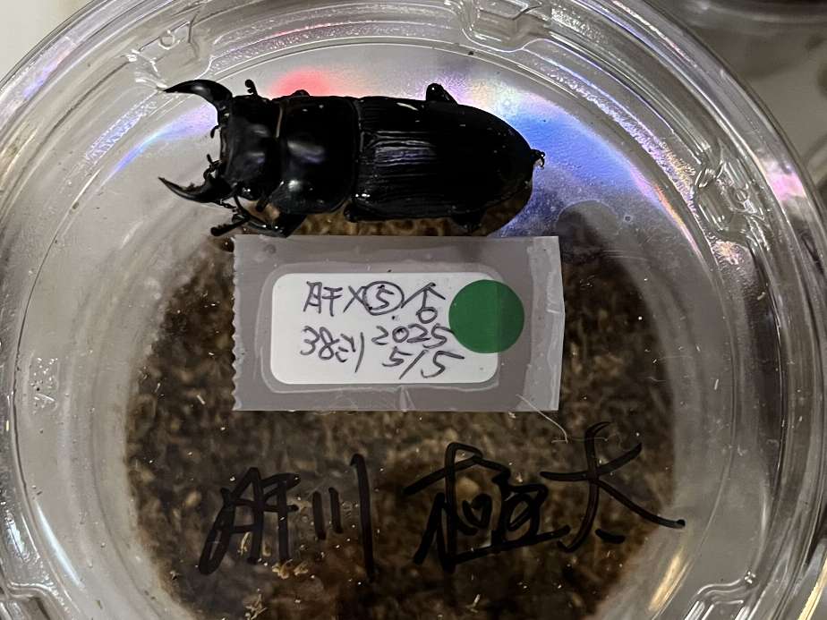 オオクワガタ ポロロッカ足柄