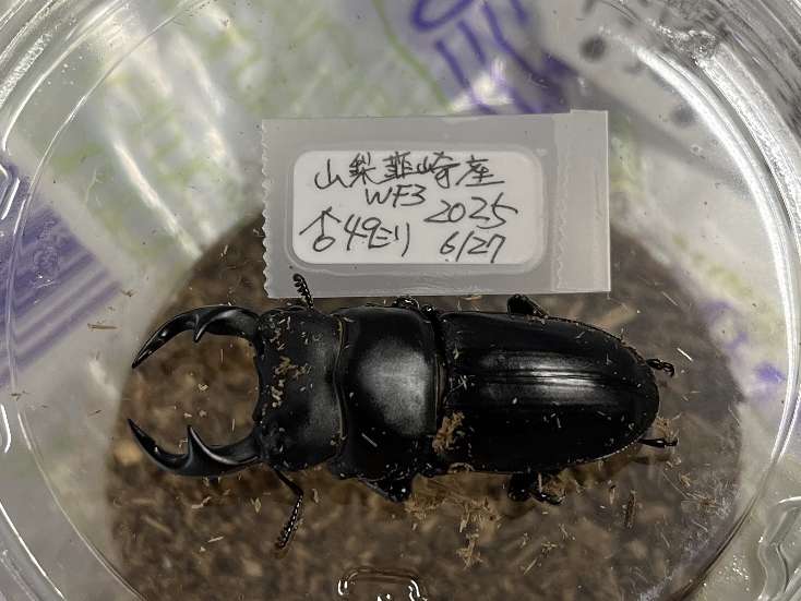 オオクワガタ ポロロッカ足柄
