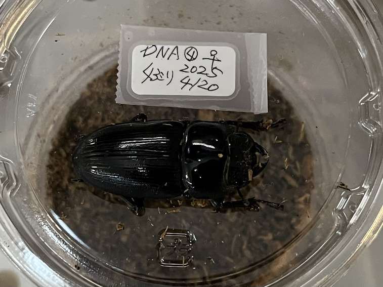 オオクワガタ ポロロッカ足柄