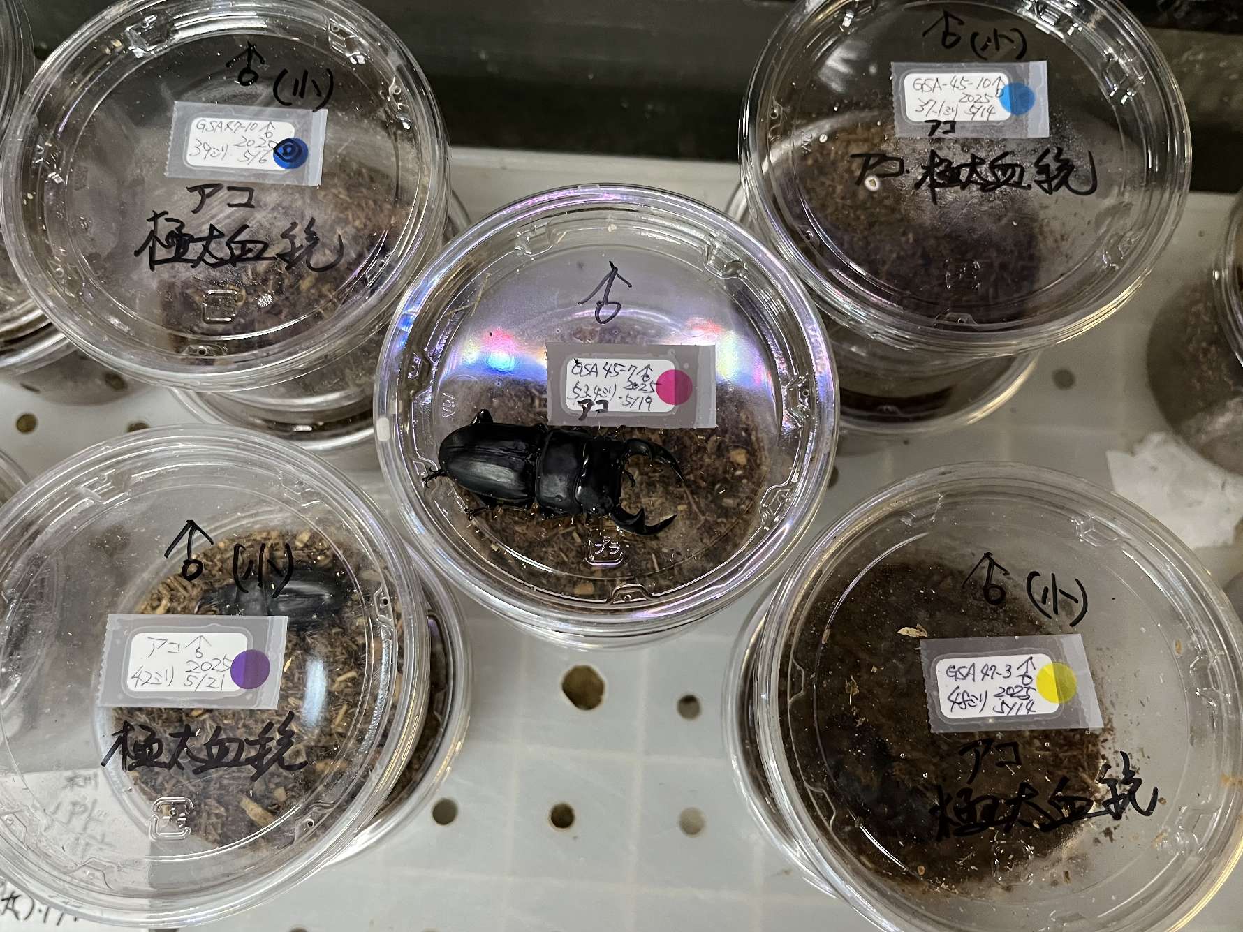 オオクワガタ ポロロッカ足柄