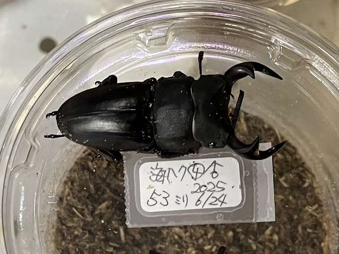 ホペイオオクワガタ ポロロッカ足柄