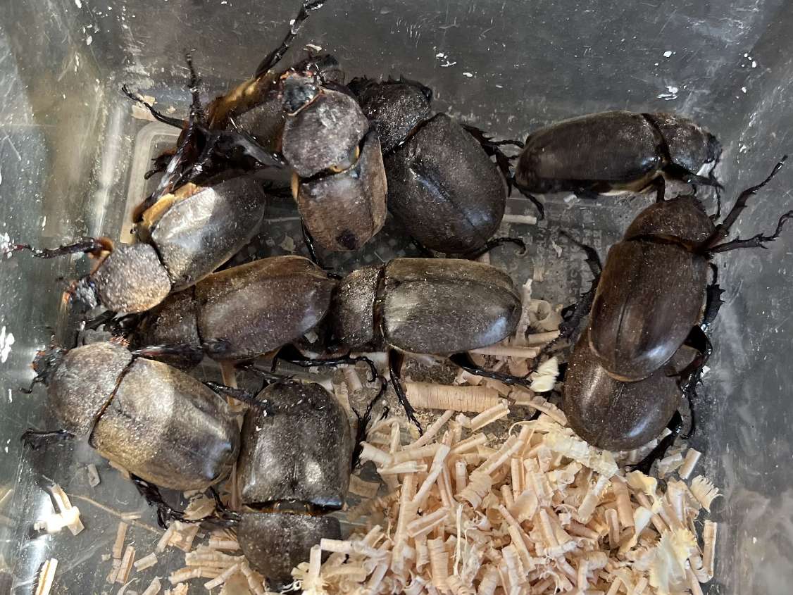 カブトムシ ポロロッカ足柄