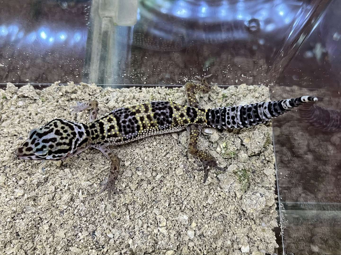 ヒョウモントカゲモドキ ポロロッカ足柄