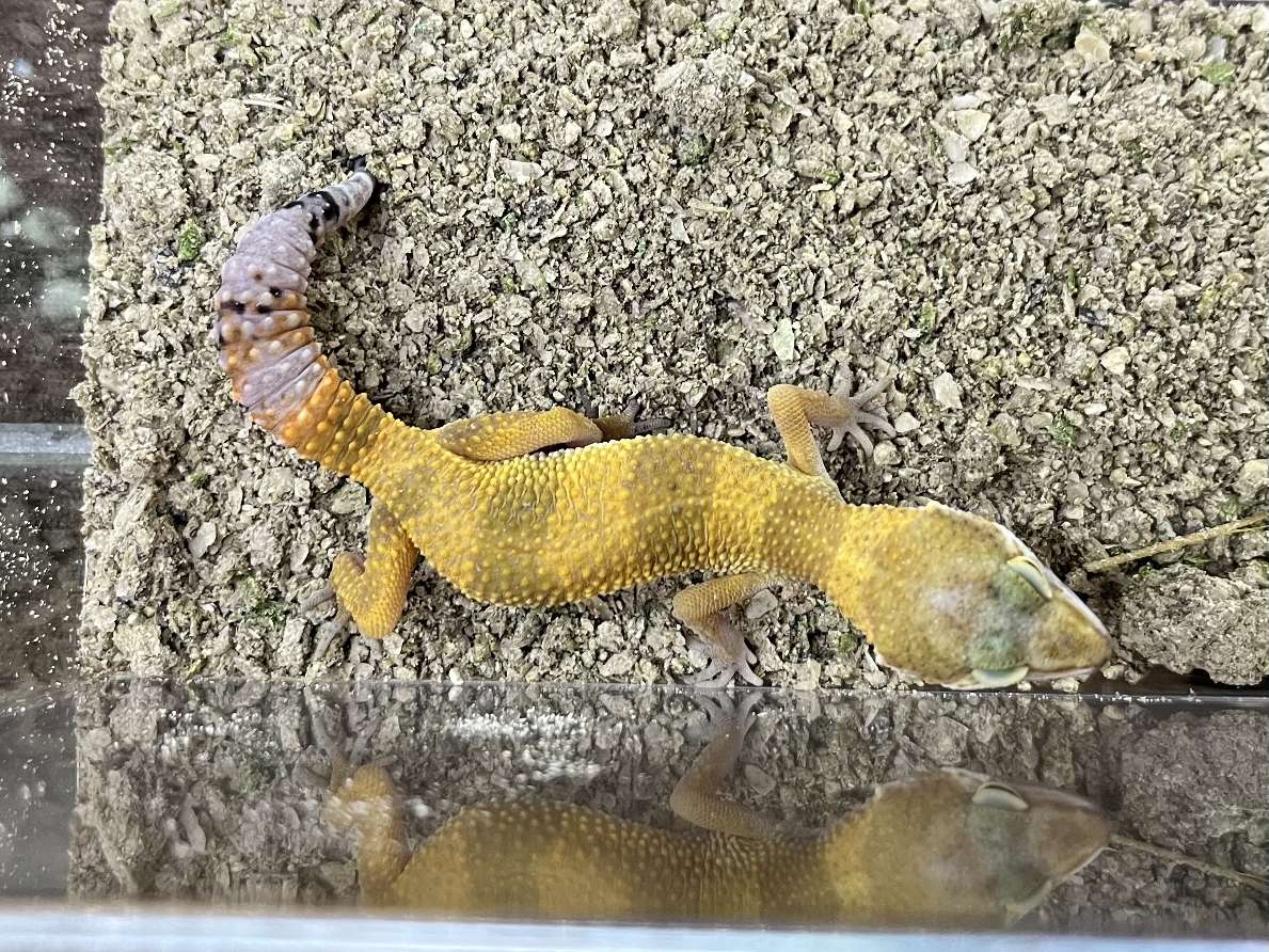 ヒョウモントカゲモドキ ポロロッカ足柄