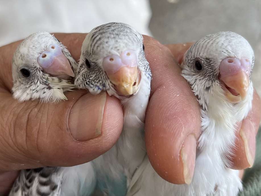 手乗りセキセイインコ ポロロッカ足柄