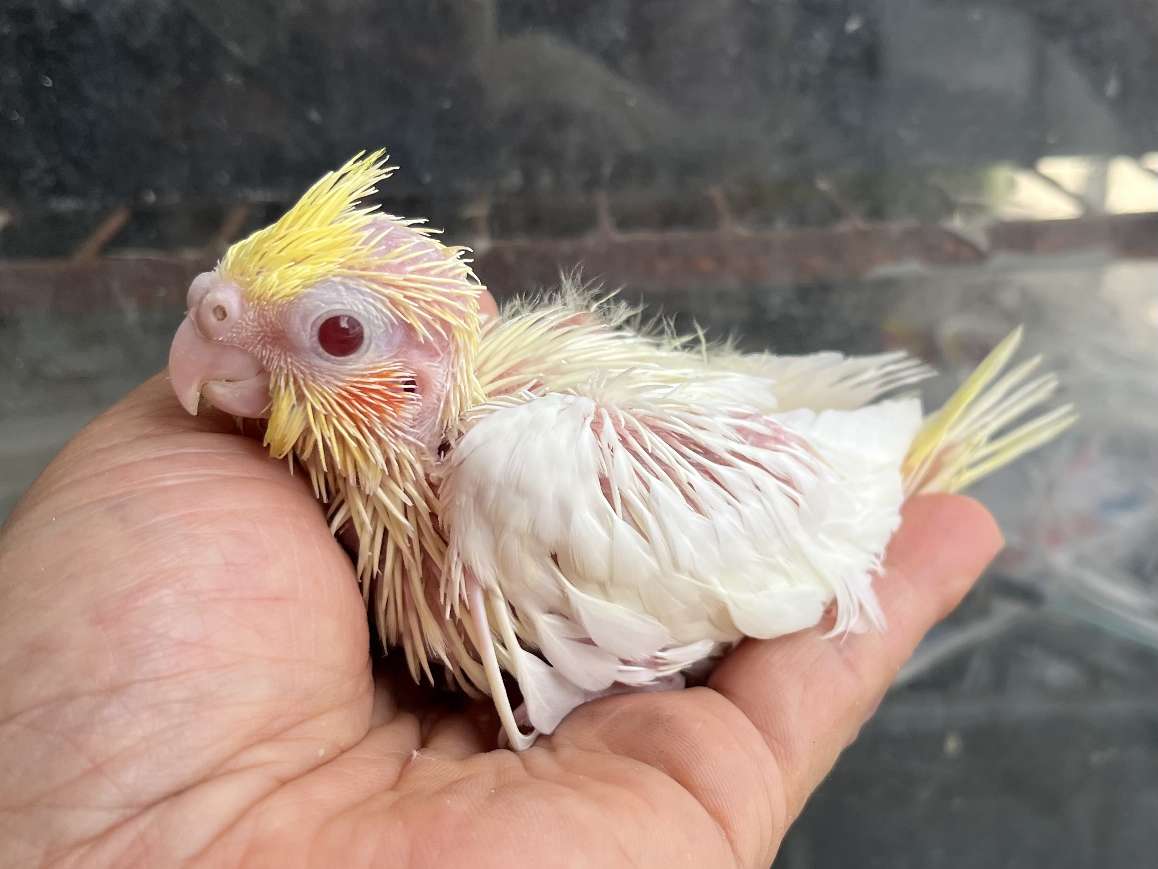 手乗りオカメインコ ポロロッカ足柄