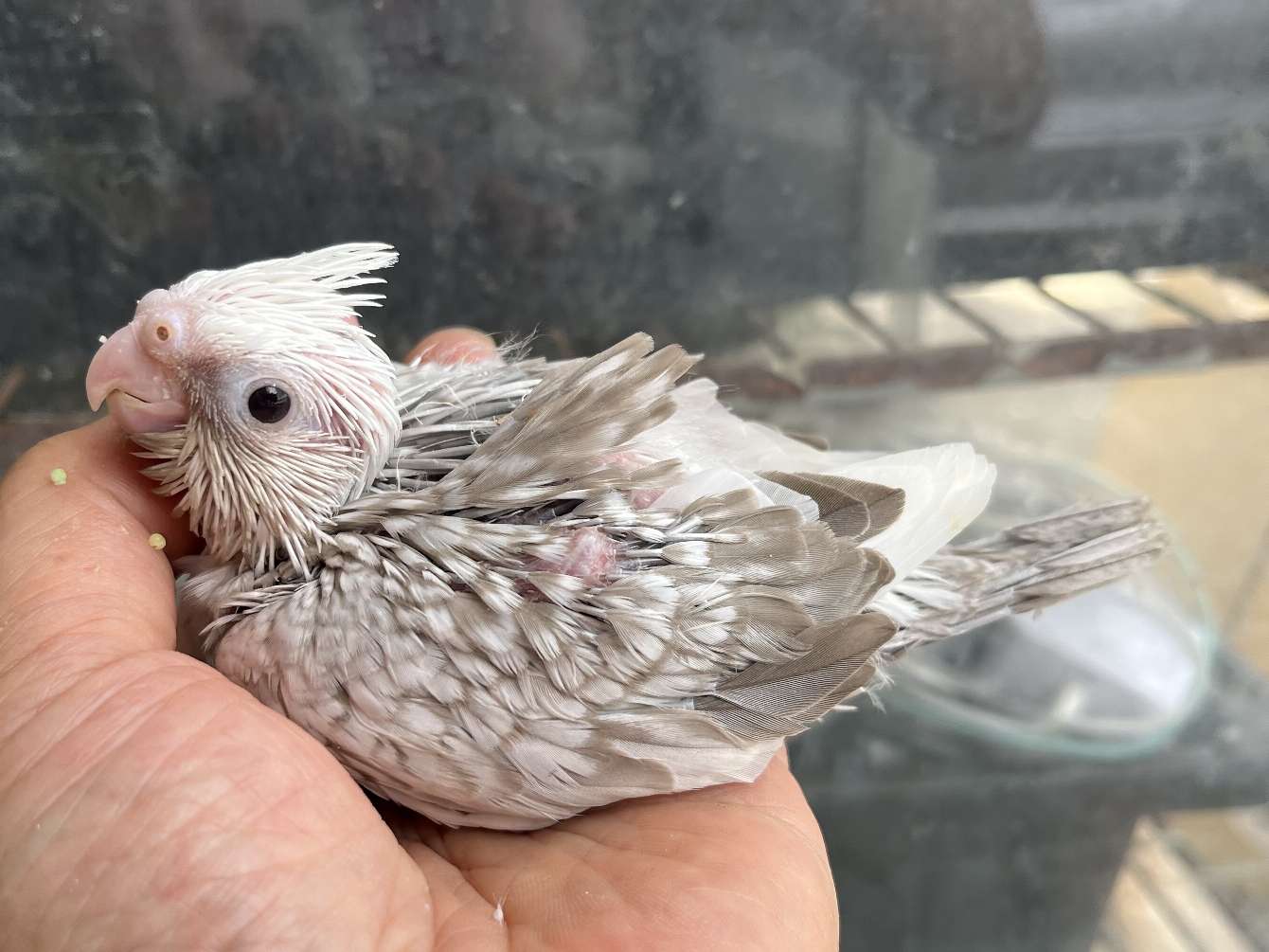 手乗りオカメインコ ポロロッカ足柄
