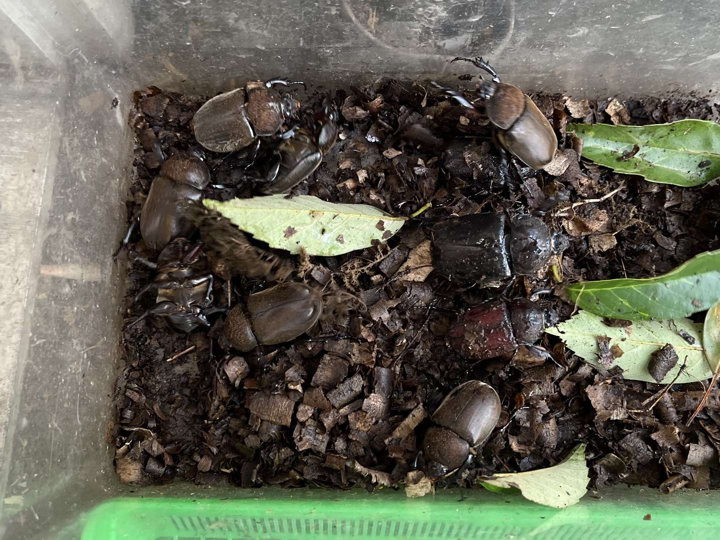 カブトムシ ポロロッカ足柄