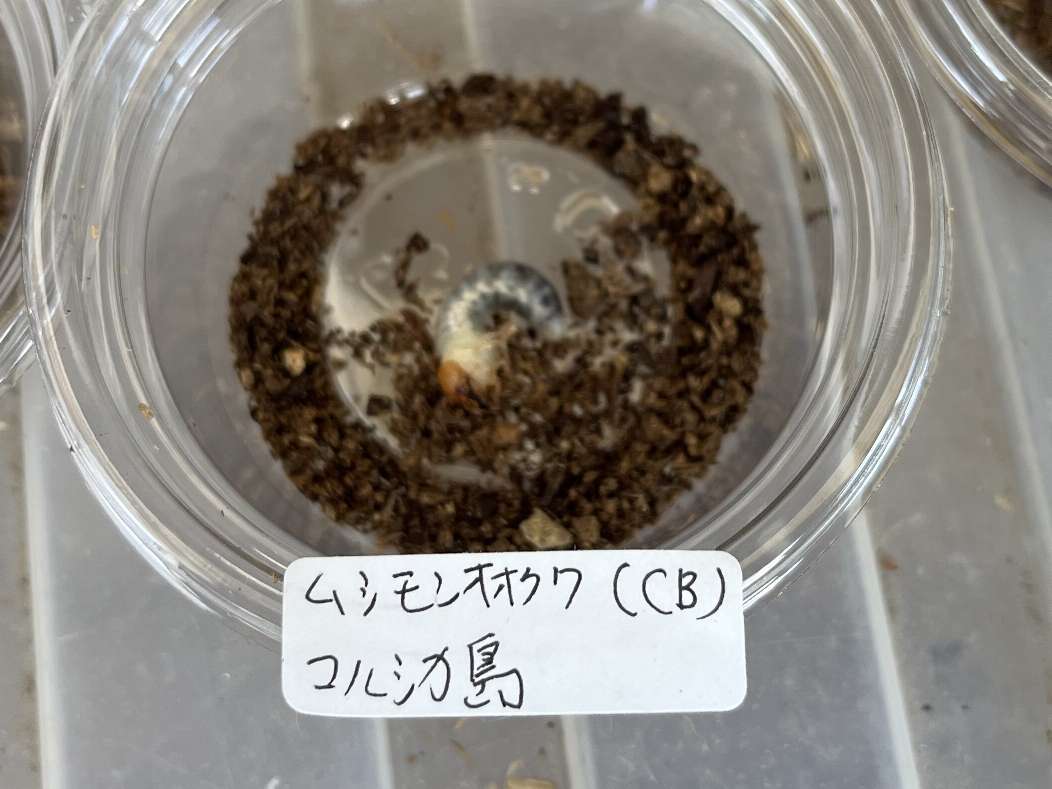 ムシモンオオクワガタ 幼虫 ポロロッカ足柄