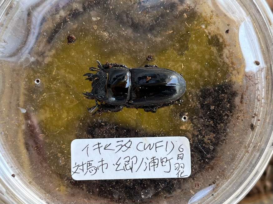 イキヒラタクワガタ ポロロッカ足柄