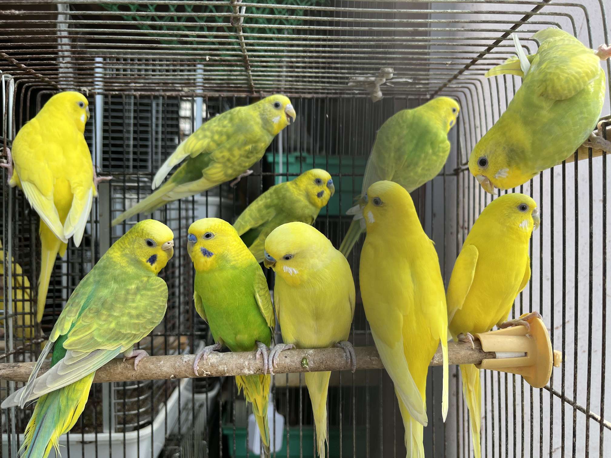セキセイインコ ポロロッカ足柄
