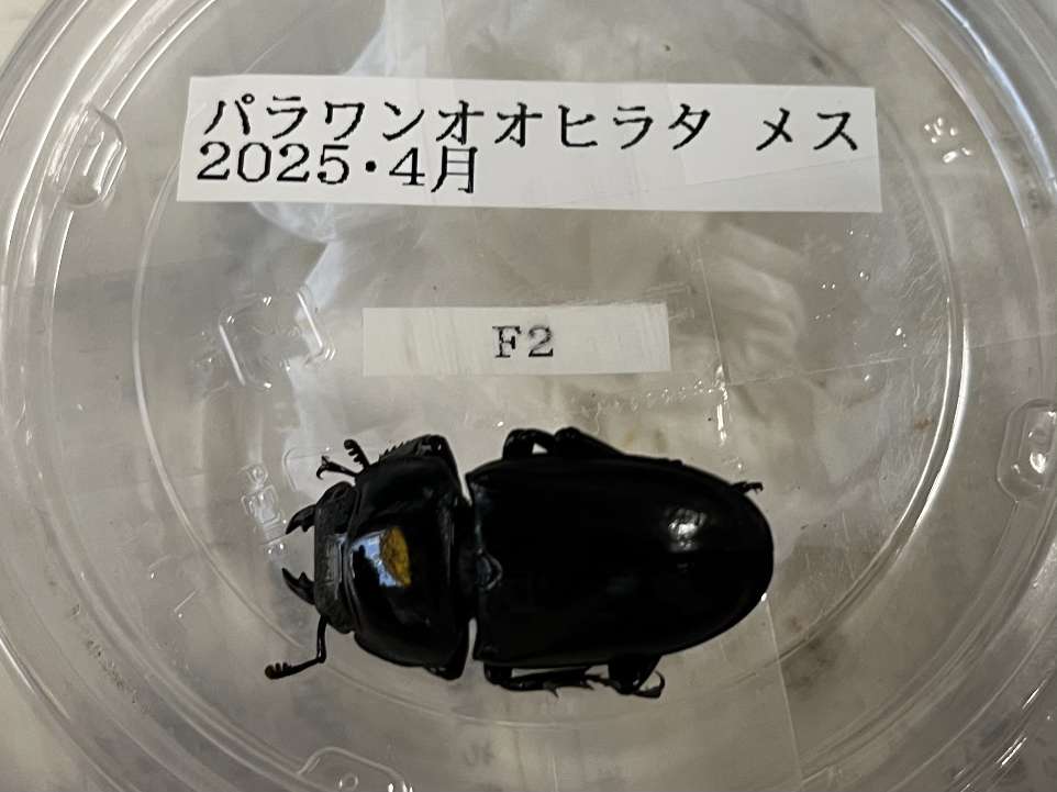 パラワンヒラタ ポロロッカ足柄