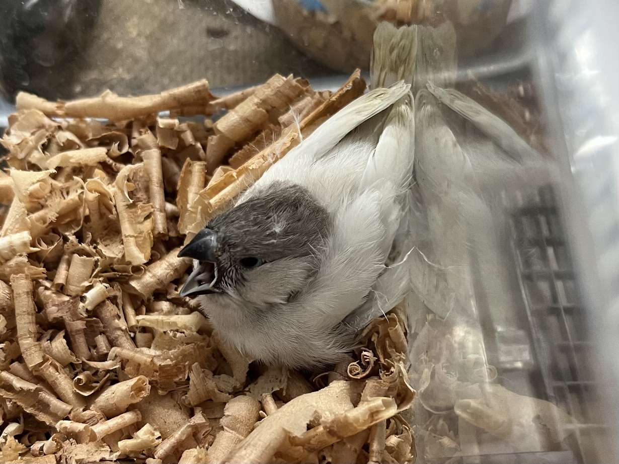 錦華鳥 ポロロッカ足柄
