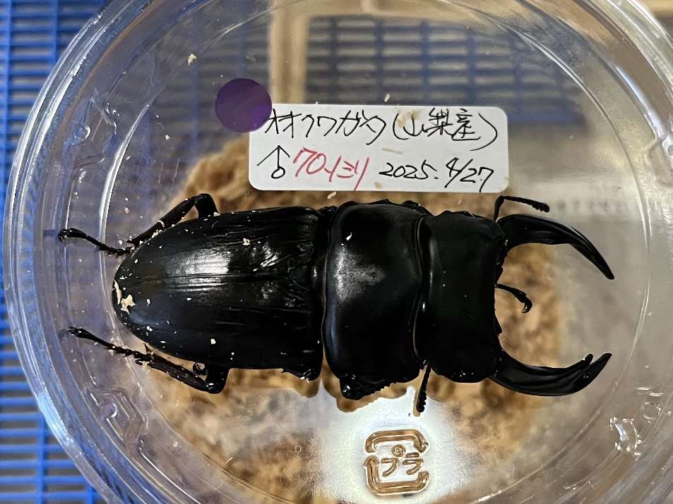 オオクワガタ ポロロッカ足柄