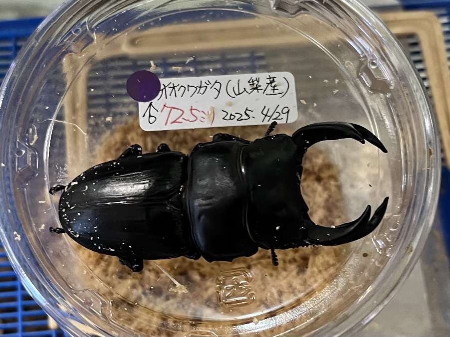 オオクワガタ ポロロッカ足柄