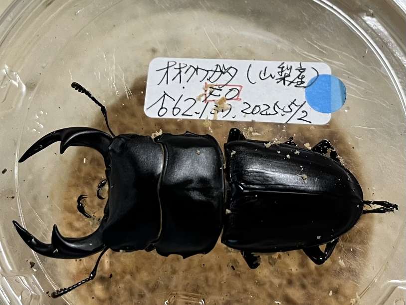オオクワガタ ポロロッカ足柄