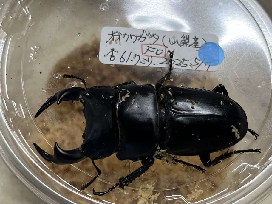 オオクワガタ ポロロッカ足柄