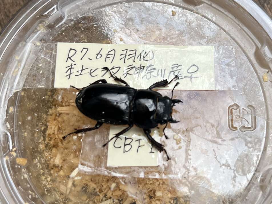 ヒラタクワガタ ポロロッカ足柄