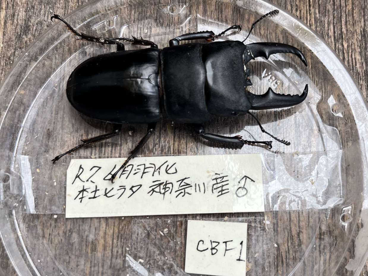 ヒラタクワガタ ポロロッカ足柄