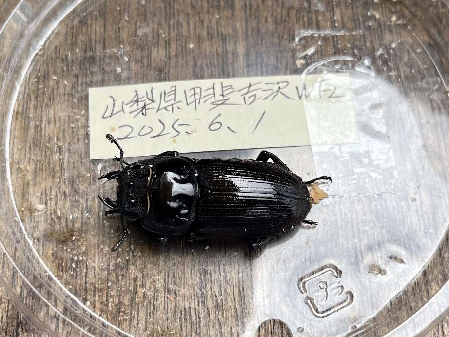 オオクワガタ ポロロッカ足柄