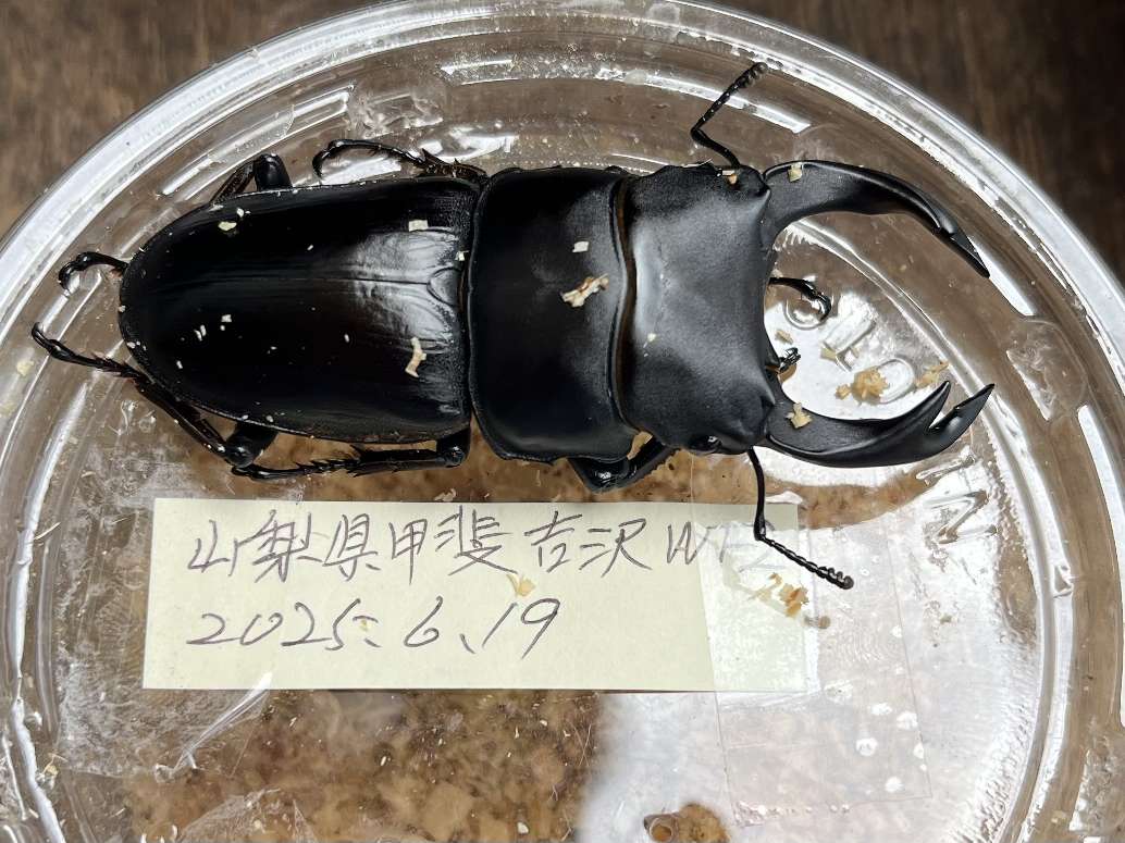 オオクワガタ ポロロッカ足柄