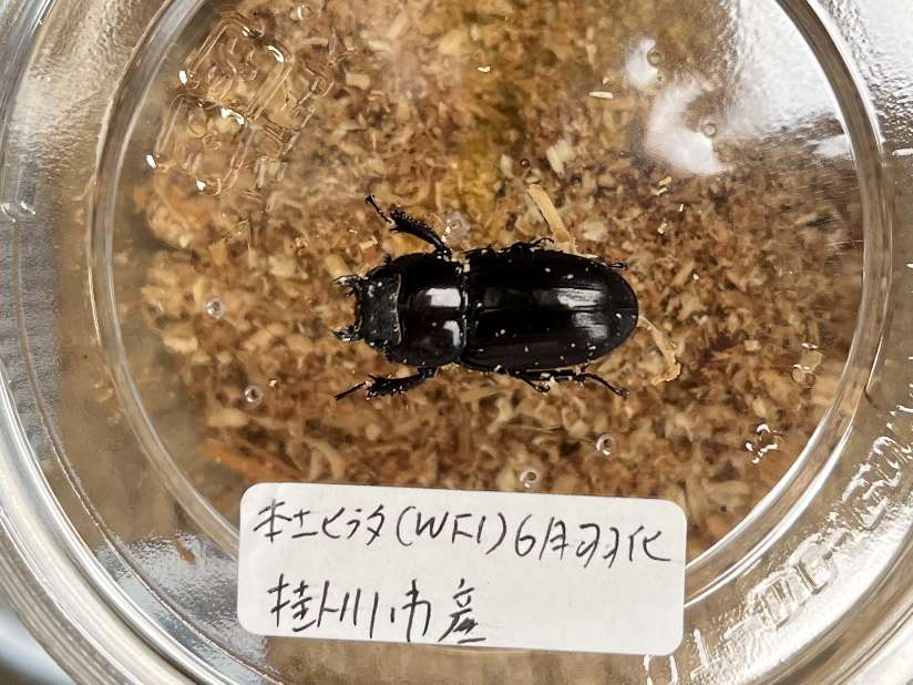 ヒラタクワガタ ポロロッカ足柄