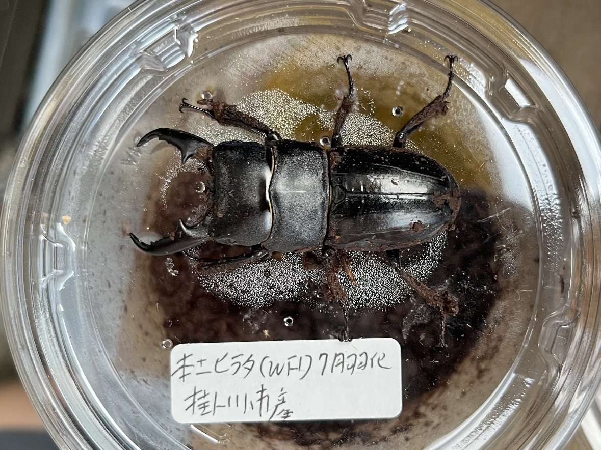 ヒラタクワガタ ポロロッカ足柄