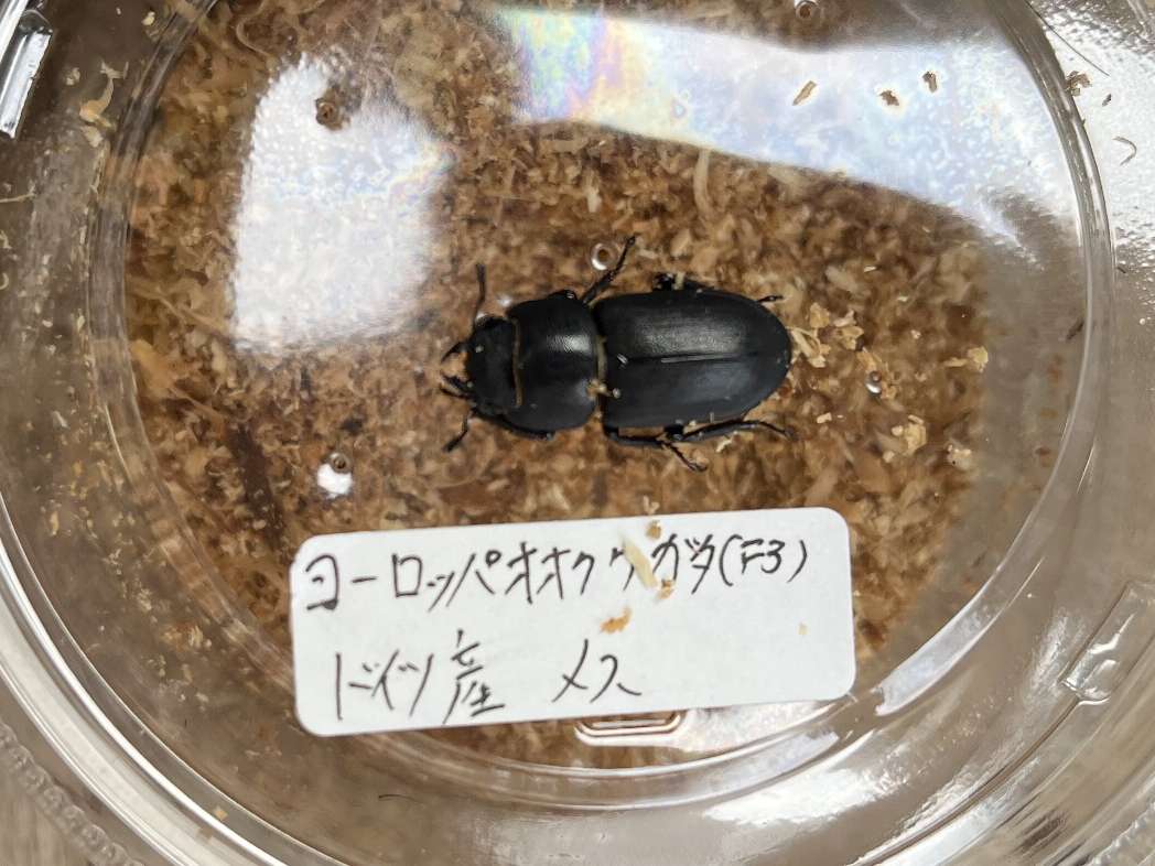 ヨーロッパオオクワガタ ポロロッカ足柄
