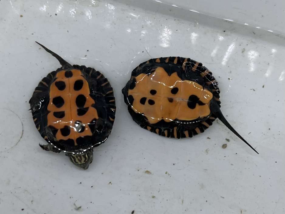 カントンクサガメ ポロロッカ足柄
