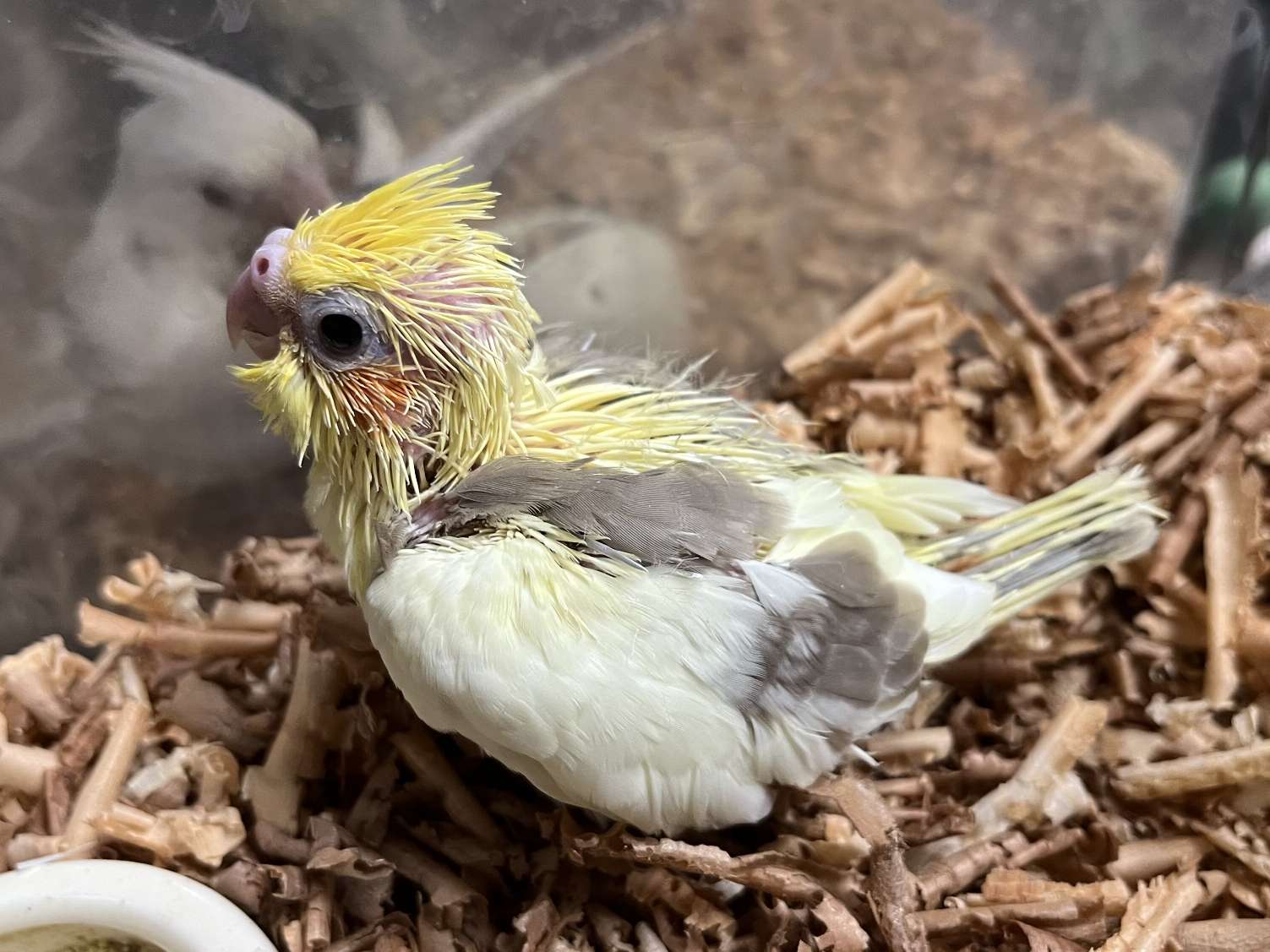 手乗りオカメインコ ポロロッカ足柄