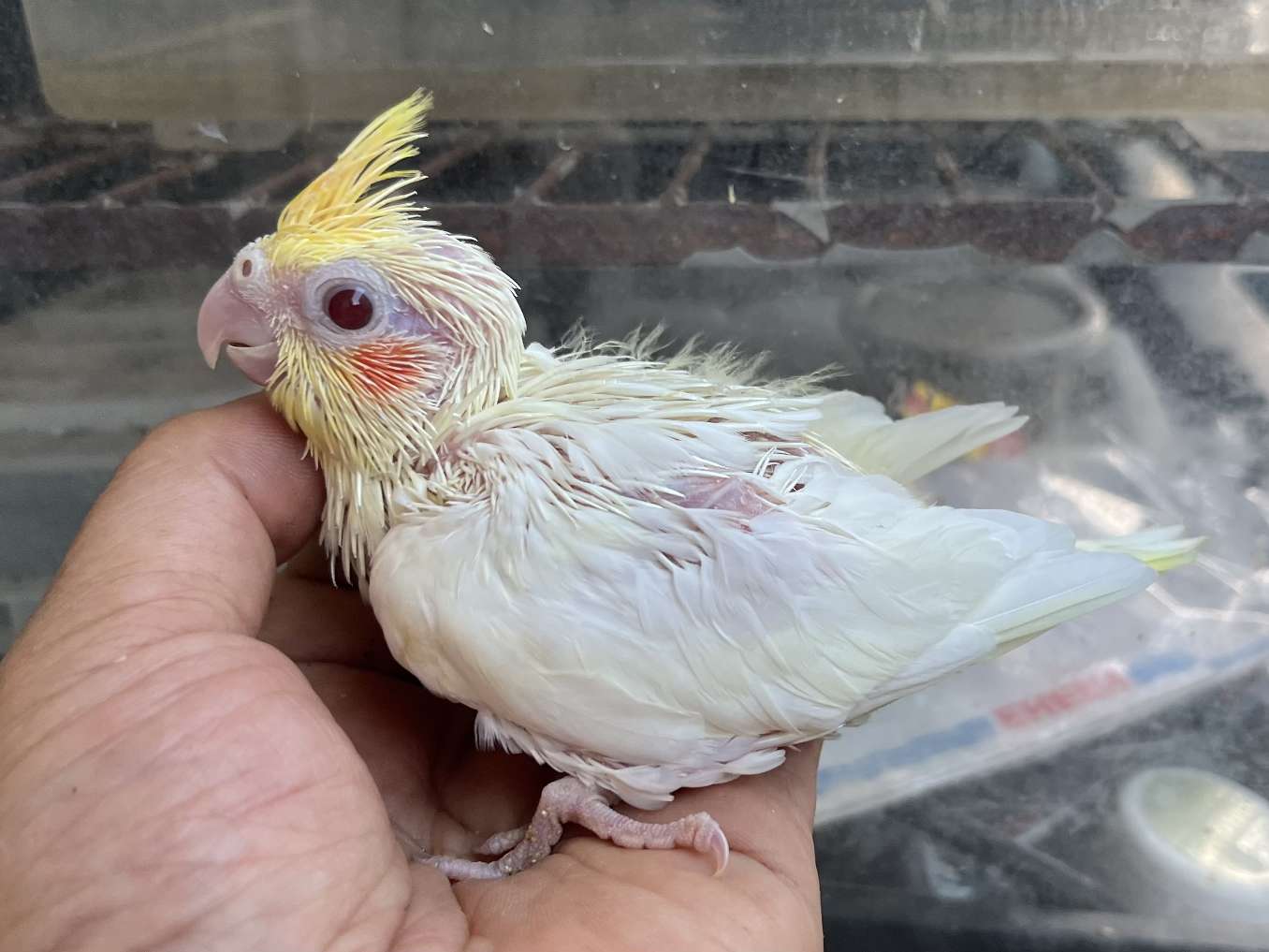 手乗りオカメインコ ポロロッカ足柄