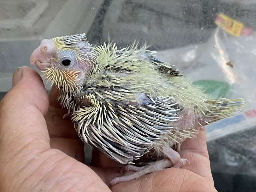 手乗りオカメインコ ポロロッカ足柄