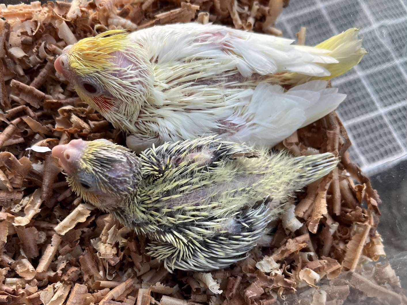 手乗りオカメインコ ポロロッカ足柄