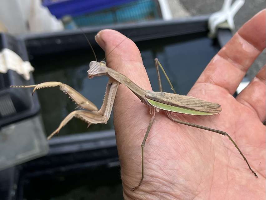 オオカマキリ ポロロッカ足柄