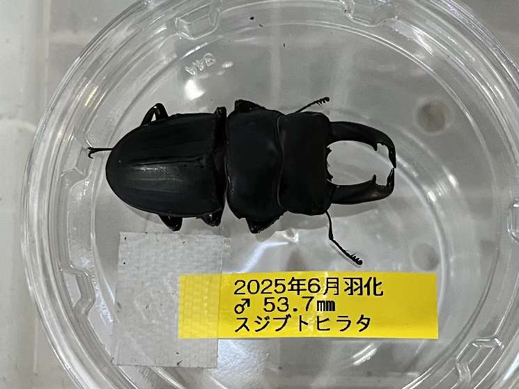 スジブトヒラタ ポロロッカ足柄