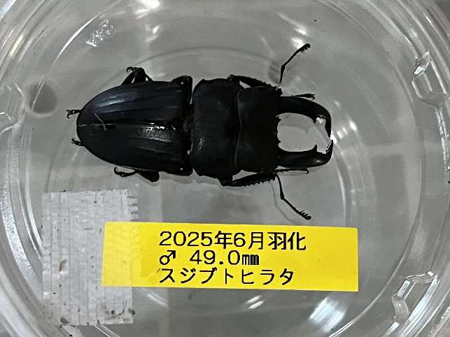 スジブトヒラタ ポロロッカ足柄
