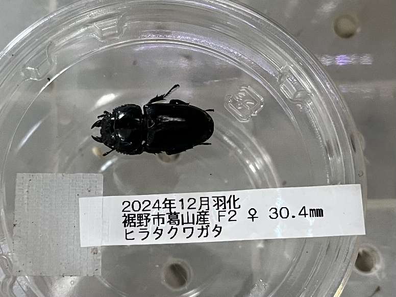 ヒラタクワガタ ポロロッカ足柄