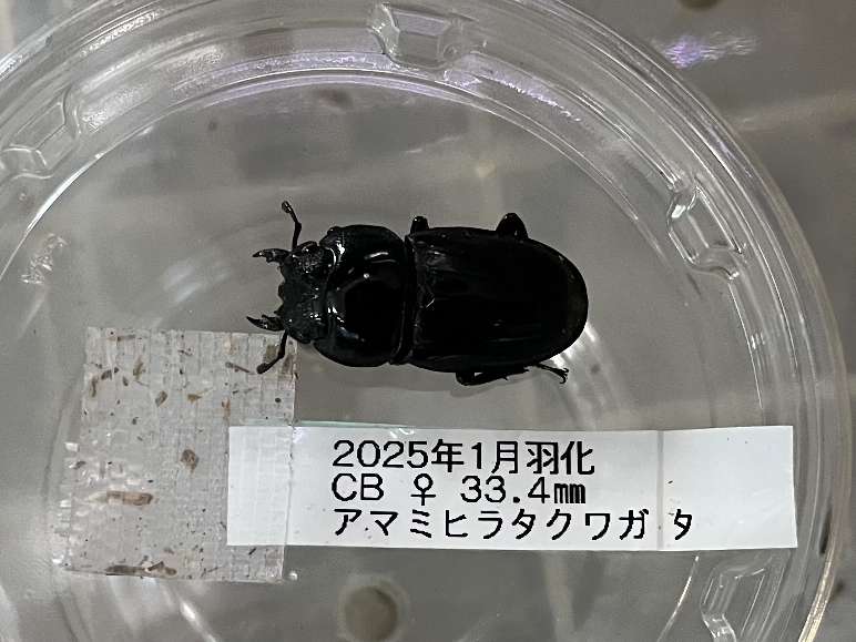 アマミヒラタ ポロロッカ足柄